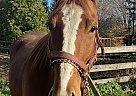 Risky - Gelding in Gilford, ON Risky - Gelding in Gilford, ON