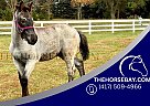 Percheron - Horse for Sale in Baltic, SD 57003