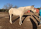 Major - Gelding in Pipe Creek, TX Major - Gelding in Pipe Creek, TX
