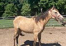 Arabian - Horse for Sale in Cambridge City, IN 47327 Arabian - Horse for Sale in Cambridge City, IN 47327
