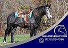 Draft - Horse for Sale in Parkers Lake, KY 42634 Draft - Horse for Sale in Parkers Lake, KY 42634