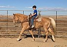 Buttercup - Mare in Fort Collins, CO Buttercup - Mare in Fort Collins, CO