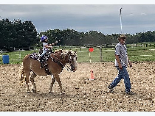 Haflinger Gelding for Sale