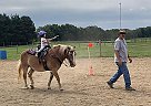 Haflinger - Horse for Sale in Centerburg, OH 43011 Haflinger - Horse for Sale in Centerburg, OH 43011