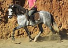 Andalusian - Horse for Sale in L'aleixar (tarragona),  43381