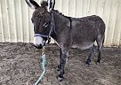 Churro - Stallion in Comanche, TX Churro - Stallion in Comanche, TX
