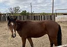 Leroy - Gelding in Cross PlainsCross plains, TX Leroy - Gelding in Cross PlainsCross plains, TX