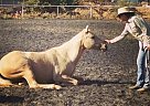 Nu Bar Twist Granddaughter For S... Quarter Horse Mare