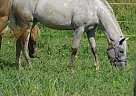 Pony of the Americas - Horse for Sale in Butler, IN No zip Pony of the Americas - Horse for Sale in Butler, IN No zip