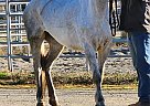 Other - Horse for Sale in Gig harbor, WA 98329 Other - Horse for Sale in Gig harbor, WA 98329