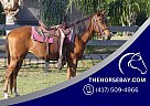 Quarter Horse - Horse for Sale in Bradenton, FL 34211