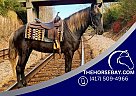 Rocky Mountain - Horse for Sale in Whitley City, KY 42634 Rocky Mountain - Horse for Sale in Whitley City, KY 42634