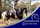 Draft - Horse for Sale in New Summerfield, TX 75780 Draft - Horse for Sale in New Summerfield, TX 75780