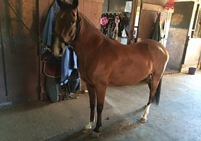 Peruvian Horse (Peruvian Horse, Gelding) in Everett, WA