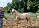 Quarter Horse - Horse for Sale in Cambridge City, IN 47327 Quarter Horse - Horse for Sale in Cambridge City, IN 47327