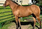 AraAppaloosa - Horse for Sale in Wynndel, BC V0B 2N1