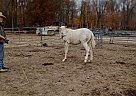 Quarter Horse - Horse for Sale in Cambridge City, IN 47327 Quarter Horse - Horse for Sale in Cambridge City, IN 47327