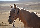 Goldie - Mare in Fort Collins, CO Goldie - Mare in Fort Collins, CO