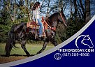 Friesian - Horse for Sale in Auburn, KY 42206 Friesian - Horse for Sale in Auburn, KY 42206