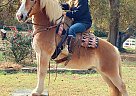 Finn - Mare in Eatonton, GA Finn - Mare in Eatonton, GA