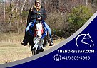 Spotted Saddle - Horse for Sale in Mount Vernon, KY 40456