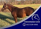 Pony - Horse for Sale in New Haven, KY 40051