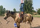 Rojo - Gelding in Fort Collins, CO Rojo - Gelding in Fort Collins, CO