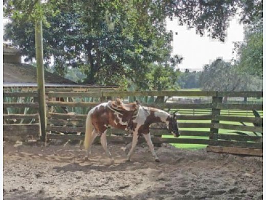 2015 APHA Tobiano Gelding For Sale
