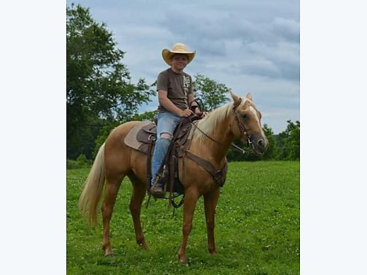 5yr Shining Spark Palomino Mare