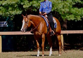 Quarter Horse (Quarter Horse, Mare) in Atkinson, NH