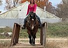 Quarter Horse - Horse for Sale in Fort Collins, CO 80524