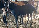 Quarter Horse - Horse for Sale in Hibbing, MN 55719