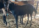 Quarter Horse - Horse for Sale in Hibbing, MN 55719 Quarter Horse - Horse for Sale in Hibbing, MN 55719