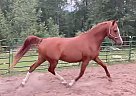 Arabian - Horse for Sale in Duluth, MN 55803 Arabian - Horse for Sale in Duluth, MN 55803