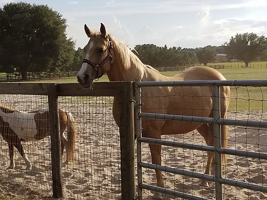 Beautiful Palomino