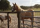 Quarter Horse - Horse for Sale in Oxford, FL 34484