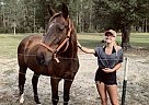 Striker - Gelding in Live oak, FL Striker - Gelding in Live oak, FL