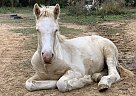 Freya - Mare in Canton, TX Freya - Mare in Canton, TX