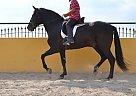 Andalusian - Horse for Sale in Alicante, 03296 Andalusian - Horse for Sale in Alicante, 03296