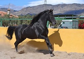 Andalusian / PRE (Andalusian / PRE, Stallion)