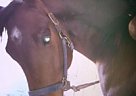 Quarter Horse - Horse for Sale in Sanford, NC 27330