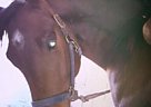 - Gelding in Sanford, NC - Gelding in Sanford, NC