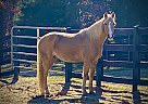 Winchester - Gelding in Clover SC, SC Winchester - Gelding in Clover SC, SC