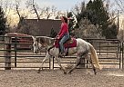 Quarter Horse - Horse for Sale in Fort Collins, CO 80524