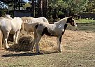Gypsy Vanner - Horse for Sale in Canton, TX 75103 Gypsy Vanner - Horse for Sale in Canton, TX 75103