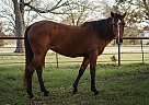 Katie Scarlett - Mare in Schulenburg, TX Katie Scarlett - Mare in Schulenburg, TX
