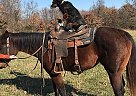 Quarter Horse Mare for Sale in Neosho, Missouri Quarter Horse Mare for Sale in Neosho, Missouri