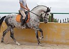 Andalusian - Horse for Sale in Alicante, 03296 Andalusian - Horse for Sale in Alicante, 03296