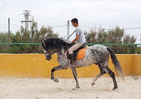 Andalusian / PRE (Andalusian / PRE, Stallion)