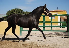 Andalusian / PRE (Andalusian / PRE, Mare)